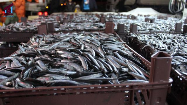 Karadeniz’de hamsi avına yasak getirildi