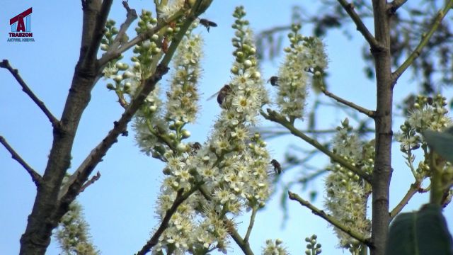 Trabzon’da bahar yalancı ama manzara aynı